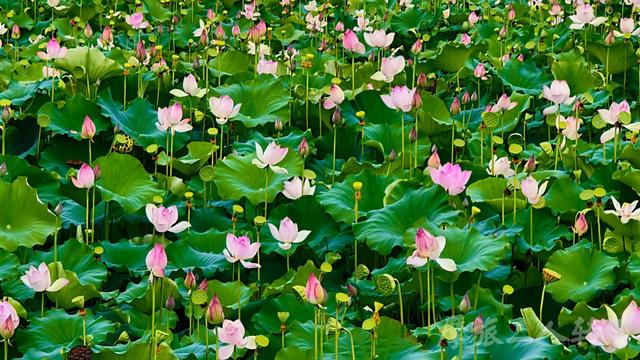 皖浙摩旅二人转——芹川古村篇