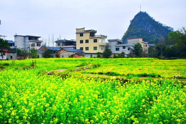 桂林：万亩油菜花绘就绝美的田园画卷！