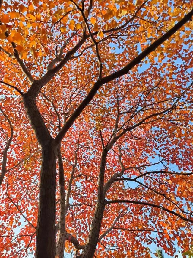 寻美薛城丨初冬最美的树！红叶似火满树红，乌桕树便是季节打翻的调色盘！