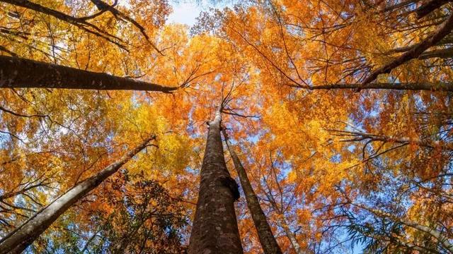 广元旺苍，倒也不必美得如此满分！！！