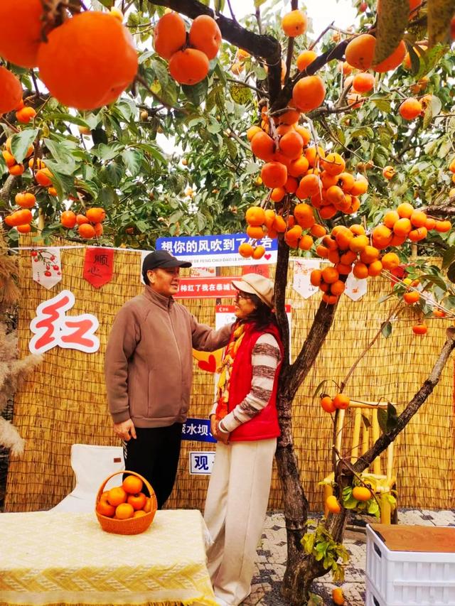 桂林：不入柿园，怎知秋色几许！