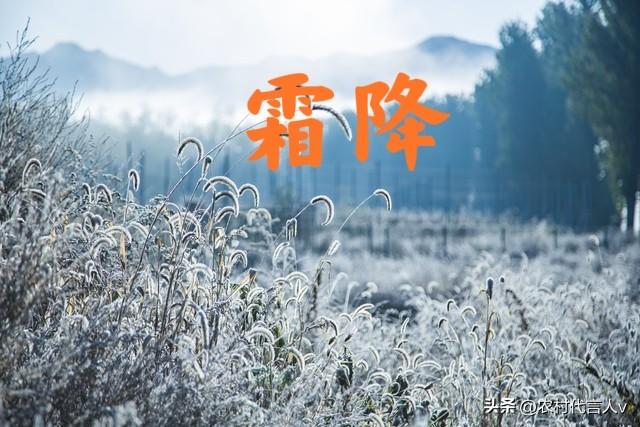 “白天霜降，大雪堵门；晚上霜降，单衣过冬”，今年霜降在哪儿？