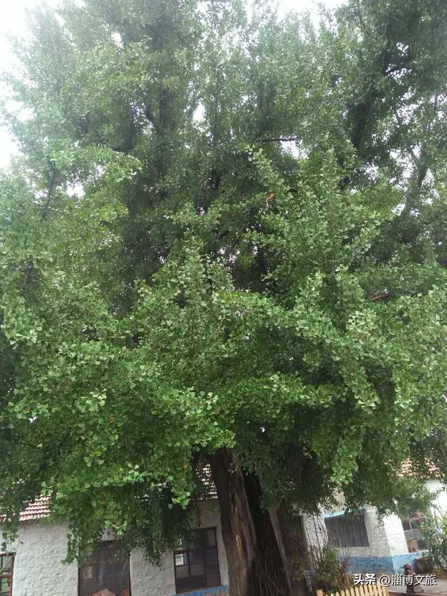 两日超全游玩攻略!秋日沿河而行,淄博这条线路藏着太多宝藏打卡点~