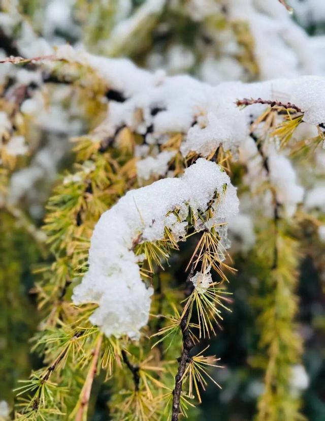 彩林逢初雪！毕棚沟2025“花样遛娃”徒步活动收获满满！