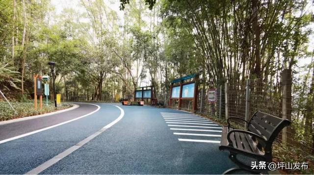 看完你的 看你的,坪山这片格桑花海承包你的秋日治愈感!