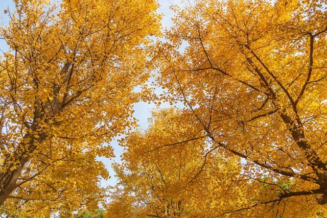 苏州银杏黄了！道前街虎丘之外，这3个地方人少免费，壮观又诗意