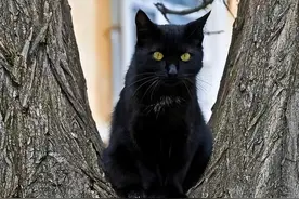 青海地区的“猫鬼神”，到底是什么神？为何会被不少家庭世代供奉图片