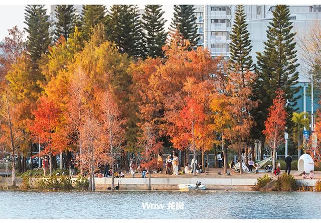 红了!龙岗落羽杉进入最佳观赏期!最全打卡攻略→