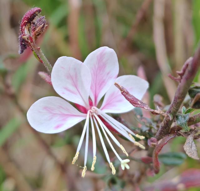 繁花似锦的秋天