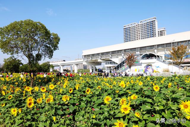 出站即入画，江苏苏州花桥地铁站向日葵花海浪漫触手可及