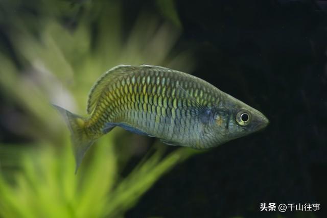 滕州陶山范蠡湖：一汪湖水，藏着中国人最向往的千年归隐传奇