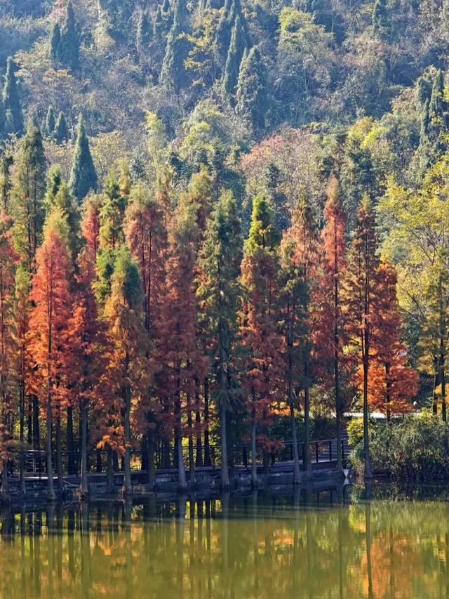 悦·遵义 | 美到犯规！播州这里藏着一个“油画世界”，随手一拍就是大片！