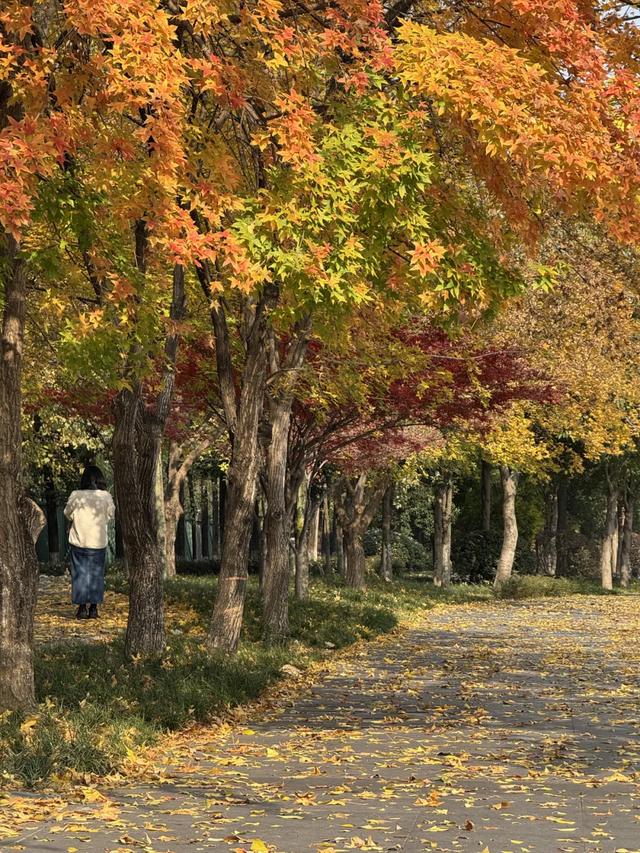 今日大雪 | 打卡这里,定格冬日专属美照