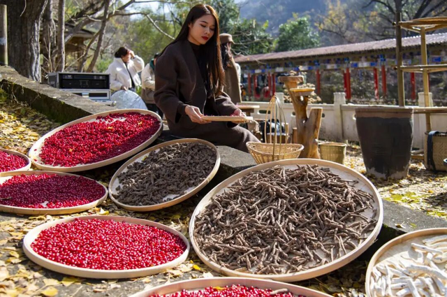 最是茱萸红满山！用一抹“红”开启2025仲景采摘季