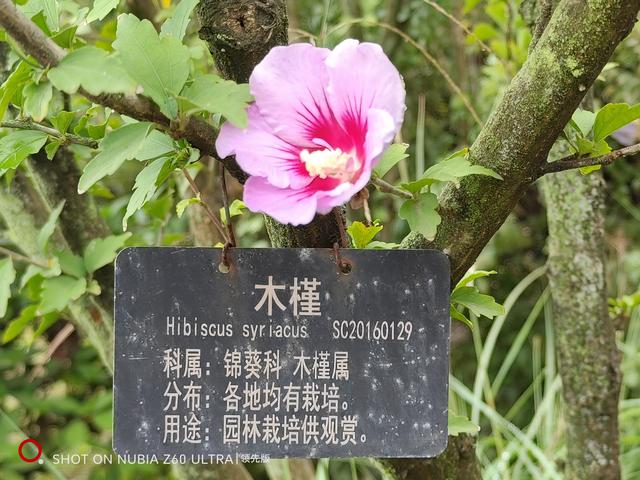 国庆第二天，到西安植物园赏菊！