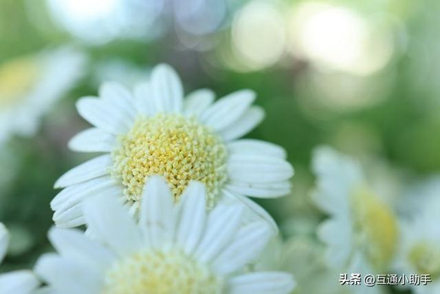 用佳能微距镜头拍出精美“花卉微距写真”的秘诀!