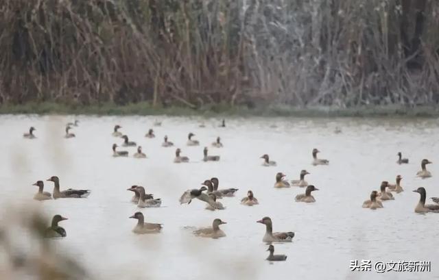 水上森林“红”了!武汉冬日观鸟秘境,邂逅油画里的万鸟齐飞