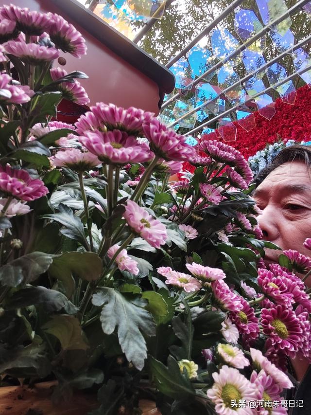 讲述我的写作故事43，《2025年开封赏菊记》。