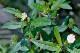 古人称它为“仙草”，煮水滋养肝肾，嫩叶还是美味野菜 你认识吗图片