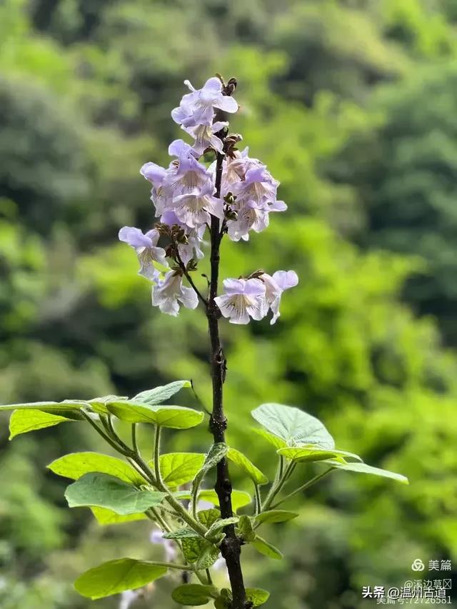 秋高气爽，温州这座奇石林立、风光奇绝的道教名山等你走起！