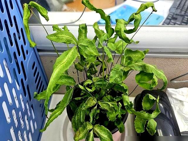 “阴花不能进阳宅”、家里若有这5种花，请赶紧“搬出去”！