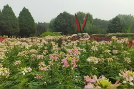 ​石家庄市植物园秋季花展国庆绽放 邀您赴一场花的盛放派对图片