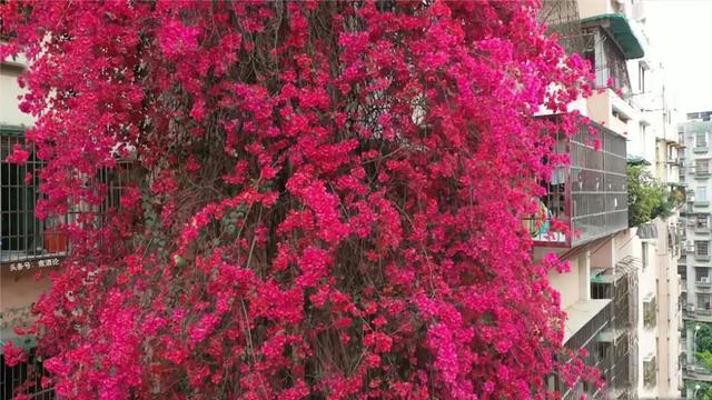 看，高27米“花瀑布”从楼顶倾泻而下！