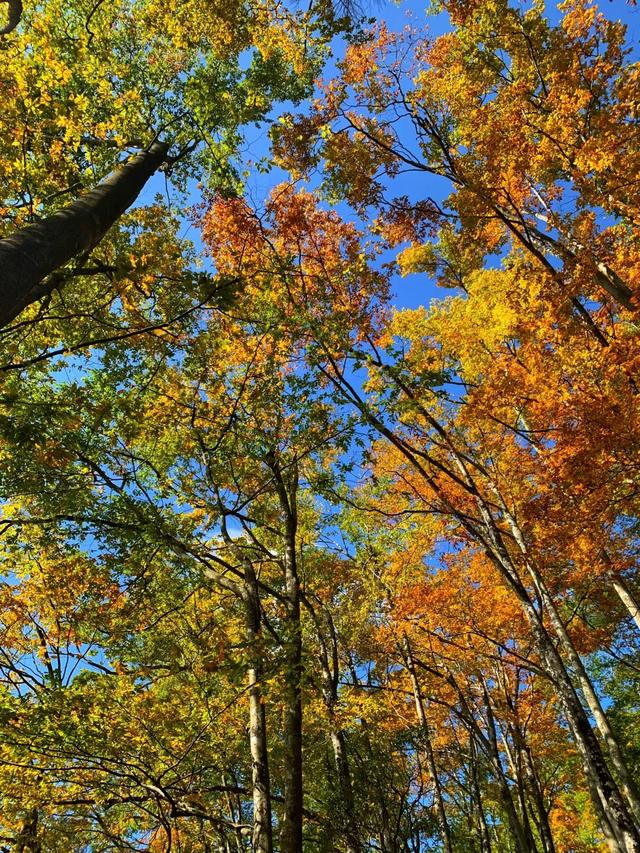 听劝！别再去光雾山米仓山人挤人，红叶没有啦！