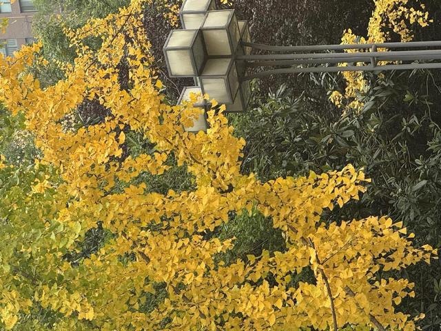 满城尽带“黄金甲” 来西安高新区邂逅“银杏的幸福时光”