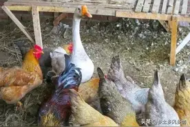 农户散养土鸡，为什么会在鸡群里养几只鹅？其作用和目的出乎意料图片