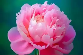 散文：红尘有你，平生知己，得一人岁月静好，得一心灵魂甘美图片