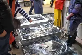 买鱼时为啥鱼贩子总用黑袋子装鱼，了解原因后，下次真的要注意了图片