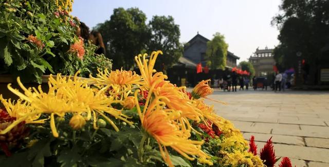 【金秋盛宴】国庆相约台儿庄古城，菊花展即将惊艳绽放！