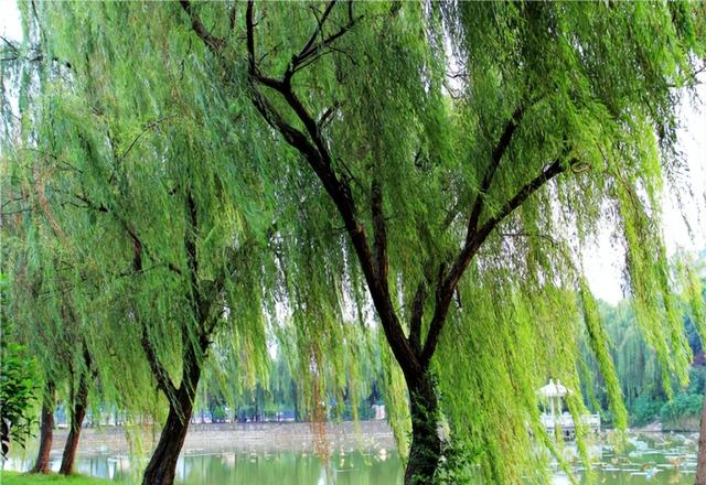 俗语“坟不栽三，宅不栽四”，分别指的是什么？有道理吗