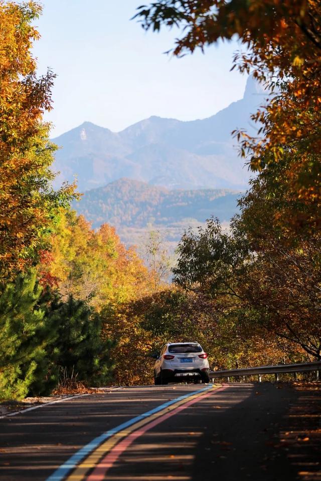 璀璨斑斓！日照这条路，现在美到不像话！