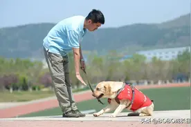 狗狗黄金训练期：错过这个阶段，纠正坏习惯多花10倍精力！图片