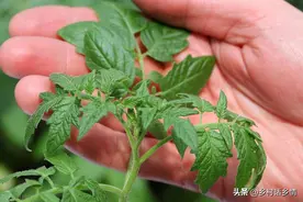 西红柿、辣椒等蔬菜卷叶是什么原因？怎么预防和防治？这里全了图片