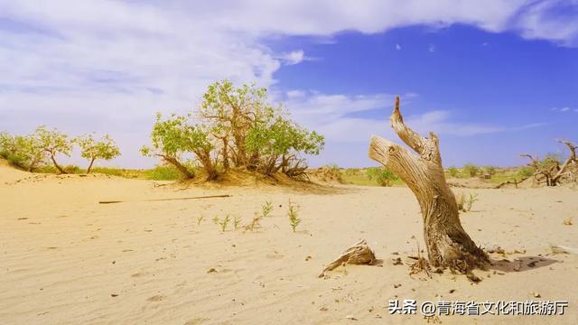 谁还没被青海秋景惊艳过？这8处网友力荐打卡地，承包你的秋日旅行！