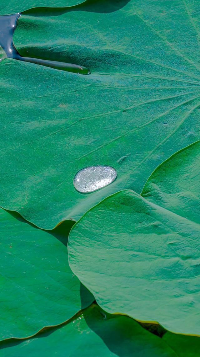 “荷”你相遇！惊艳了这个夏至~