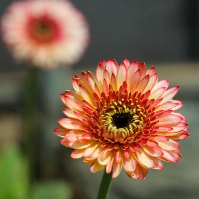 石巷、落日、采摘，济南这座古村一年四季都在“慢生活”