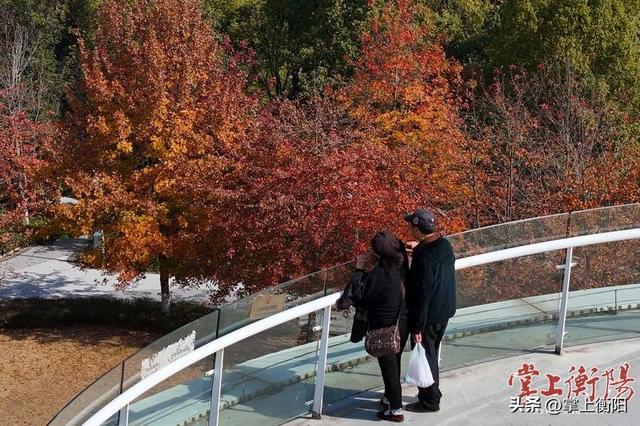 陆家新区中心公园“上线”限定暖色系