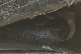 广东一废弃房屋内发现三十多斤大蟒蛇，还有一窝蛇蛋图片