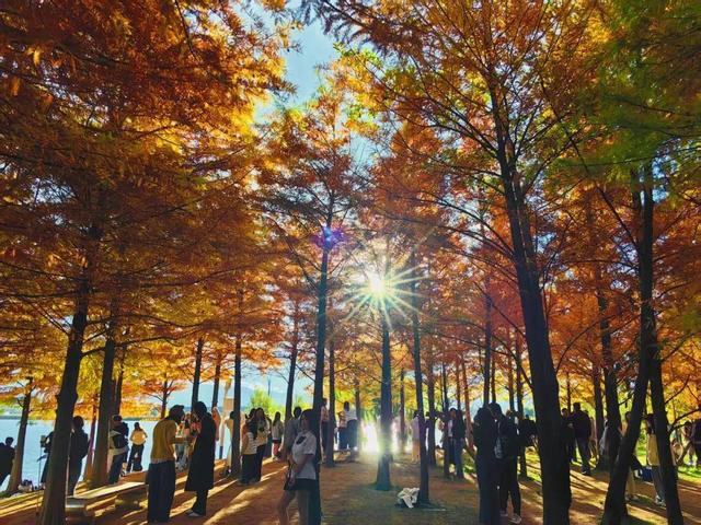 丽江初冬藏不住了！中济海公园的水杉变黄了，随手拍都是大片