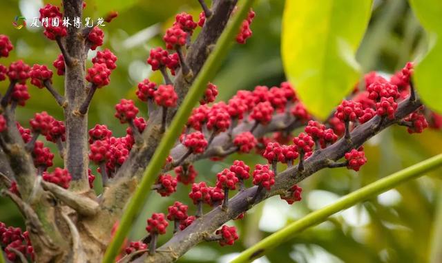 厦门秋季花海上新！红火焰、粉花海、黄金雨、橙灯笼……邂逅9月浪漫~