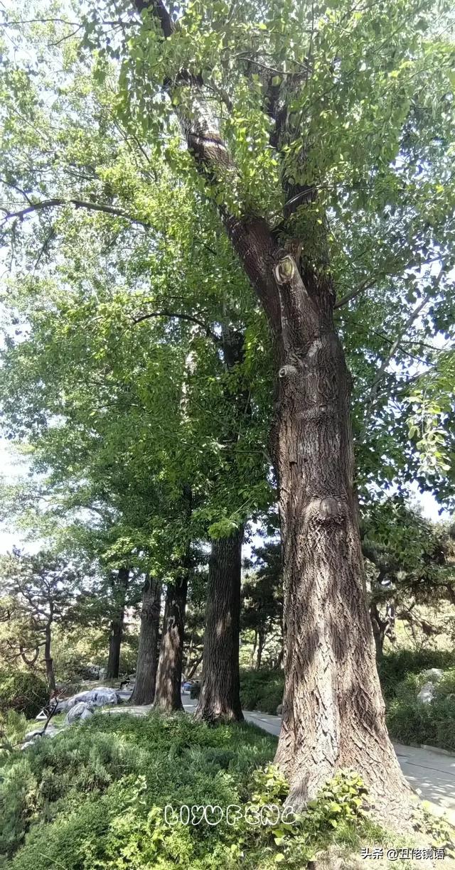 自拍影集（30）紫竹院公园风景绿水轻舟·上