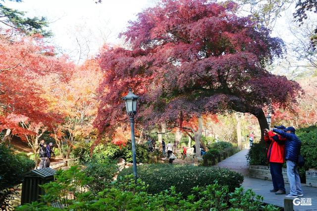 初冬限定浪漫：青岛中山公园红叶正艳