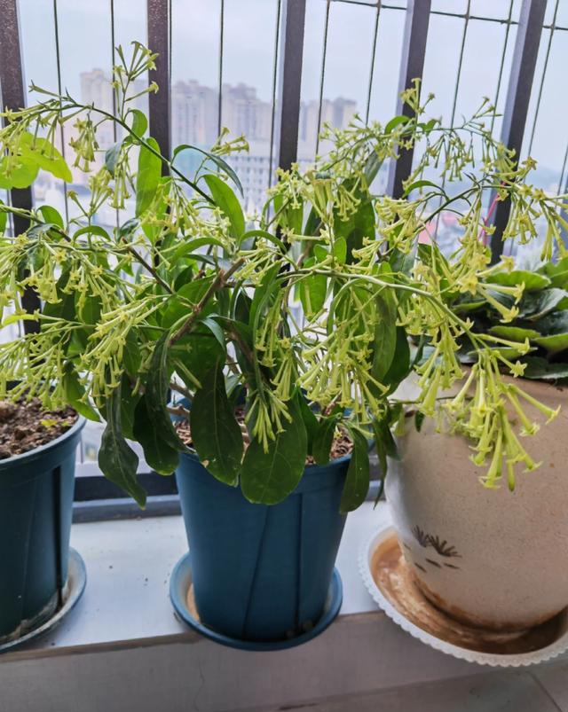 阴花不能进阳宅！这5种花“打死”也不养，家里若有？快挪走！