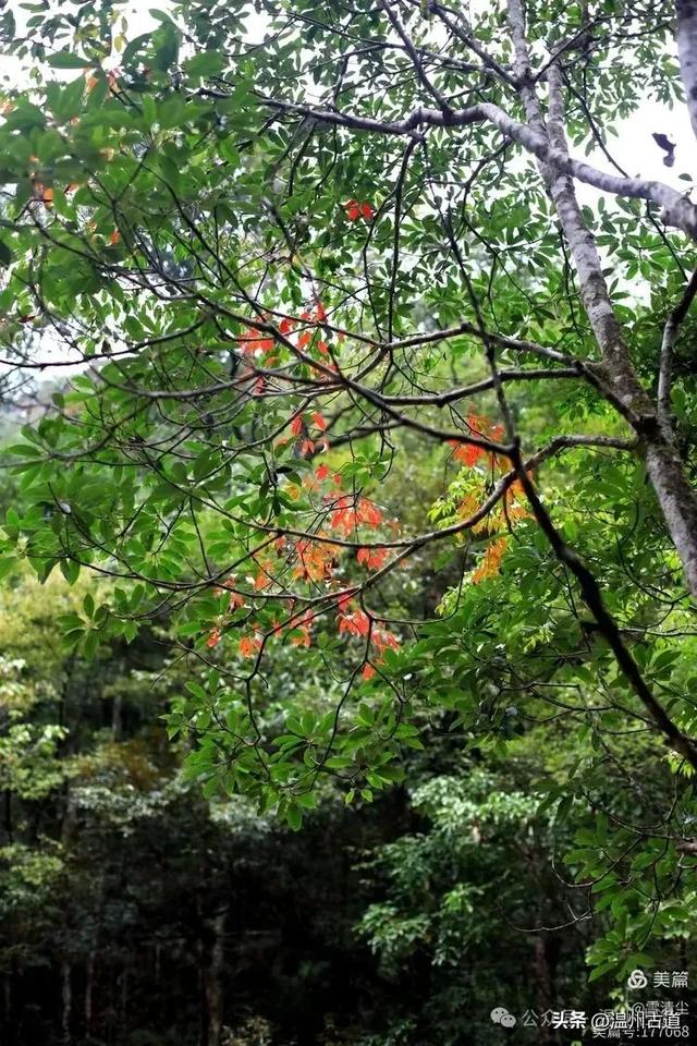 远上乌岩岭上斜,白云生处白云尖!温州这处秋日美景值得一去!