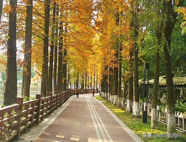 免费！成都府河上的水杉红惊艳来袭，地铁公交车直达！