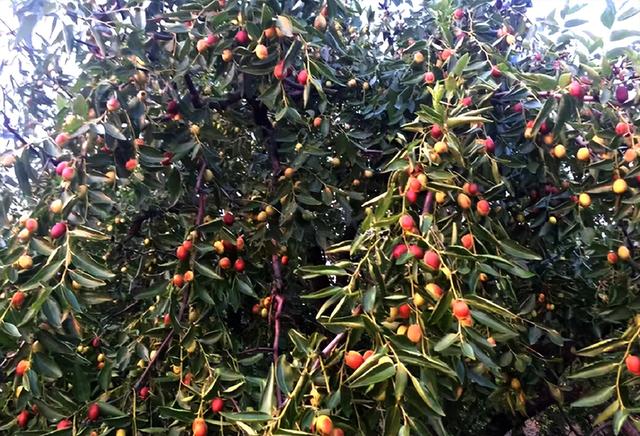 15岁入党，18岁和主席结婚，如今仍健在，却几乎不露面